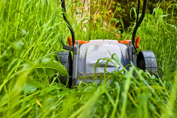 Unkept Grass Mowing
